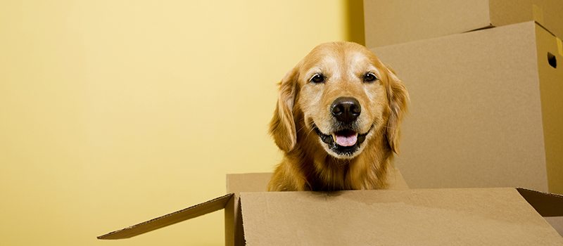 How to Make Moving Easier on Your Pets
